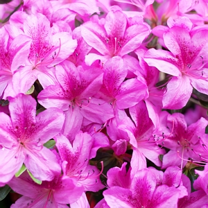 Encore Amethyst Azalea